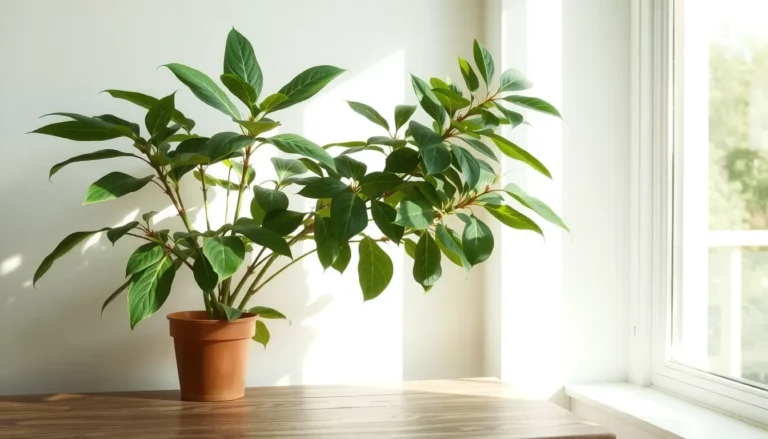 Comment reconnaître un plant de cannabis mâle ou femelle ?